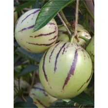 Die Grup Gardenbox Pepino Fidanı 30-60CM, Sakısılı Lezzetli Meyve, 1 Adet