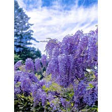 Die Grup Gardenbox Mor Salkım, 80 cm Saksılı Dış Mekan Sarmaşık Bitkileri, Wisteria
