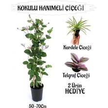 Die Grup Gardenbox Mis Kokulu Hanımeli Çiçeği 50-70CM, Kurdele Çiçeği ve Telgraf Çiçeği Hediye