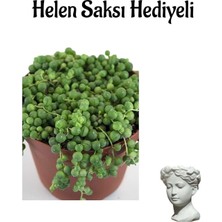 Die Grup Nura Botanik Tespih Boncuk Çiçeği Bitkisi, Helen Mini Saksı, Yeşil