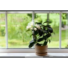 Die Grup Serada Decor & Plant Arap Yasemini Bol Kokulu, 30 cm Boy, Saksılı