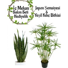 Die Grup Bitkim Sende Japon Şemsiyesi (40-60 Cm) + Yeşil Kılıç Çiçeği (20-40 Cm) Saksılı Set