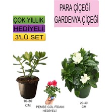 Die Grup Serada Decor & Plant 3'lü Set Para Çiçeği, Gardenya Çiçeği, Pembe Gül Fidanı