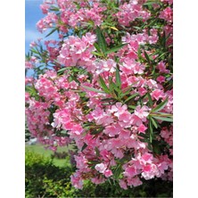 Die Grup Nura Botanik Pembe Zakkum Çiçeği, 1 Adet Saksılı/tüplü, 30-60 Cm, Pink Oleander