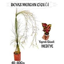 Die Grup Serada Decor & Plant Beyaz Mercan Çiçeği Sakılı 40-60CM, Yaprak Güzeli Hediye, Bahçe Teras Bitkisi