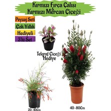 Die Grup Serada Decor & Plant Kırmızı Fırça Çalısı, Kırmızı Mercan Çiçeği, Telgraf Çiçeği Peyzaj Seti, Çok Renkli