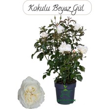 Die Grup Nura Botanik Yediveren Beyaz Gül Çiçeği Fidanı, 30-50 Cm, Saksıda