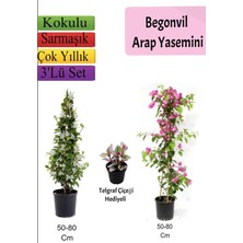 Die Grup Serada Decor & Plant Arap Yasemini, Pembe Begonvil, Telgraf Çiçeği Hediyeli, Çok Renkli, 50-80 cm