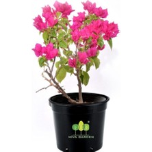 Die Grup Gardenbox Bougainvillea Spectabilis Çalı Begonvil, Pembe Çiçekli Bodur Bitki