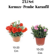 Die Grup Serada Decor & Plant 2'li Set Kırmızı + Pembe Karanfil Çiçeği Dış Mekan Bitkisi, 10-20 cm