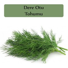 Die Grup Zencefil Organik Dere Otu Tohumu 1 Paket (10GR=5000+ Adet) Gönen Dere Otu Tohumu