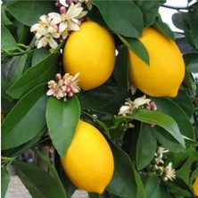 Die Grup Serada Decor & Plant Tüplü Yediveren Limon Fidanı, 2 Yaş Aşılı, 90-150 cm