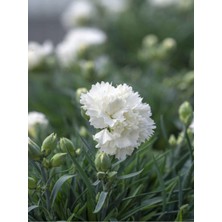 Die Grup Gardenbox Beyaz Karanfil, 40-60 Cm, 1 Adet Saksılı Çiçekli Bodur Bitki, Dianthus Caryophyllus