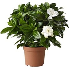 Die Grup Nura Botanik Gardenya Çiçeği Gardenia Jasminoides, 13 cm Saksıda, Beyaz Çiçekli, Ev Bitkisi