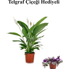 Die Grup Nura Botanik Hediyelik Beyaz Barış Çiçeği, Telgraf Hediyeli