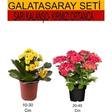 Die Grup Serada Decor & Plant Sarı Kalanşo + Kırmızı Ortanca Dış Mekan Bitkisi Seti, 2'li