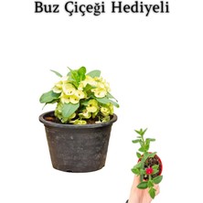 Die Grup Nura Botanik Sarı Çiçekli Milli Dikenler Tacı Kaktüs, Buz Çiçeği Hediyeli
