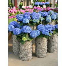 Die Grup Serada Decor & Plant Mavi Ortanca Çiçeği, 20-50 Cm, 1 Adet Saksılı Bodur Bitki