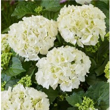 Die Grup Nura Botanik Bembeyaz Ortanca Çiçeği Fidanı, 30-60 Cm, Saksılı, Hydrangea