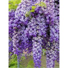 Die Grup Gardenbox Mor Salkım, 45-60 Cm, Saksılı/tüplü, Dış Mekan Sarmaşık Bitkileri, Wisteria