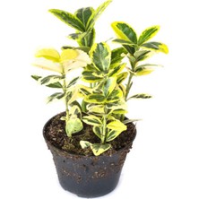 Die Grup Gardenbox Altuni Gold Taflan Doğal Çit, 25-45 Cm, 1 Adet Saksılı Dış Mekan Bitkisi, Euonymus