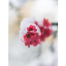 Die Grup Bahar Dalı (Japanese Quince) Bol Çiçekli Süs Bitkisi Aşılı Meyve Fidanı