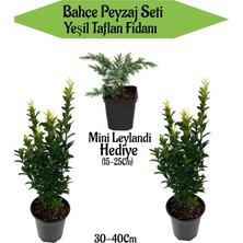 Die Grup Bahçe Peyzaj Seti 2 Adet Yeşil Taflan+ Hediye Mini Leylandi Fidanı, BTSNN23032455