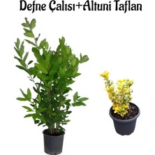 Die Grup Nura Botanik Defne Çalısı Fidanı (40-60 Cm) + Altuni Taflan (30-40 Cm) 2'li Set Saksılı Bahçe Bitkisi