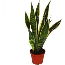 Die Grup Gardenbox Kılıç Çiçeği Fidanı, 20-40CM, Saksılı, Çiçekli Bodur Bitkiler, Gladiolus