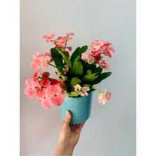 Die Grup Videolu Milli Dikenler Tacı 15 45 cm Saksılı Kaktüs Euphorbia, BTSMLLI24