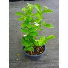 Die Grup Nura Botanik Ful Yasemin Fidanı Kokulu, 40-60 Cm, 1 Adet, Jasminum Sambac Maid Of Orleans, Dış Mekan Bitkisi