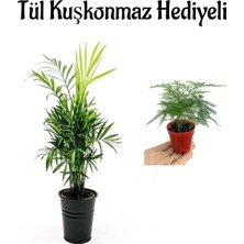 Die Grup Sevgililer Gününe Özel Şamador Dağ Palmiyesi Tül Kuşkonmaz