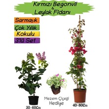 Die Grup Gardenbox Kırmızı Begonvil, Mor Leylak Fidanı, Mezem Çiçeği 3'lü Peyzaj Seti