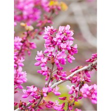 Die Grup Gardenbox Pembe Erguvan Ağacı Fidanı, Saksılı, 40-70 cm