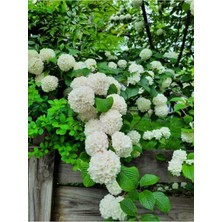 Die Grup Gardenbox Kartopu Çiçeği Tüplü 1 Adet, 30-55 Cm, Dış Mekan Bitkisi, Viburnum Opulus