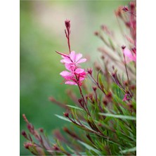 Die Grup Nura Botanik Pembe Gaura Çiçeği Fidanı, 15-45 Cm, Tüplü, Lindheimeri