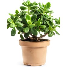 Die Grup Gardenbox Dekoratif Crassula Ovata Yeşim Bitkisi, 15-25 Cm, Saksılı, Yeşil
