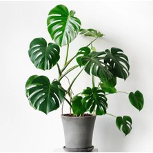 Die Grup Nura Botanik Deve Tabanı Bitkisi Monstera Deliciosa, 70-80 Cm, Yeşil