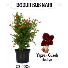 Die Grup Nura Botanik Bodur Süs Narı Fidanı Saksılı, 20-40 Cm, Bordo Yaprak Güzeli Hediyeli Bahçe Peyzaj Seti
