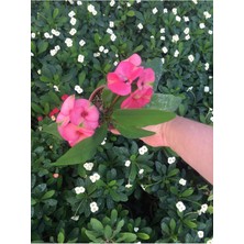 Die Grup Nura Botanik Dikenler Tacı Çiçekli Ithal Tayland Saksılı Euphorbia, 40-55 Cm, Pembe