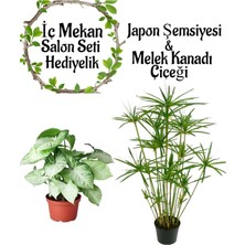 Die Grup Nura Botanik Japon Şemsiyesi (40-60 Cm) 1 Adet Saksılı + Melek Kanadı Bitkisi (40-60 Cm) 1 Adet Saksılı, Set