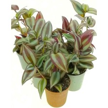 Die Grup Serada Decor & Plant Alacalı Yeşil Renk Telgraf Çiçeği, 3 Adet Saksılı, Mini Boy