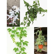 Die Grup Nura Botanik Sarılıcı Bitki Seti 4 Tür, Yaseminli, Amerikan Sarmaşıklı, Yeşil Hedera, Alacalı Hedera, 70-100CM, Çok Renkli