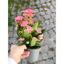 Die Grup Nura Botanik Dikenler Tacı (Euphorbia), 15-45 Cm, Saksılı, Pembe