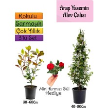 Die Grup Gardenbox Mis Kokulu Arap Yasemini, Alev Çalısı Fidanı, Mini Gül Hediye 3'lü Set
