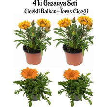 Die Grup Gardenbox Gazanya Çiçeği Seti, 4'lü Sarı ve Turuncu Balkon Bitkisi, 10-20CM, Saksılı