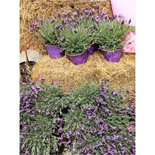 Die Grup Mor Lavanta (20 60 Cm)5 Adet Saksılı/tüplü Çiçekli Iç/dış Mekan Bitkisi Lavandula