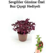 Die Grup Nura Botanik Sevgililer Gününe Özel Çingene Şalvarı, Iresine Herbtis Bitkisi, Buz Çiçeği Hediyeli