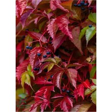 Die Grup Serada Decor & Plant Amerikan Duvar Sarmaşığı, 50-70 Cm, Yaprak Dökmeyen, Kış Kırmızı Renk