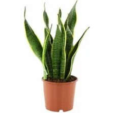 Die Grup Nura Botanik Kılıç Çiçeği Fidanı, 40-60 Cm, Saksılı, Gladiolus